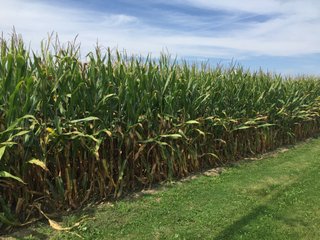 Property photo 21 - PRIME LAND AUCTION - 244+/- ACRES OFFERED IN 4 TRACTS IN UNION CO., IN & PREBLE CO., OH